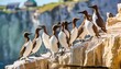 guillemots stand united on a cliff s ledge
