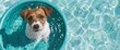 Bringing Along A Portable Dog Pool Or Sprinkler To Keep Your Pup Cool And Refreshed On Hot Days, Summer Background