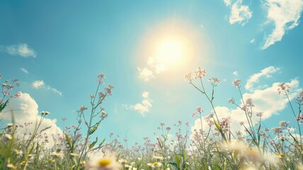 Wall Mural - wildflowers under sunny blue sky with light clouds