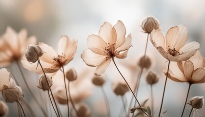 Wall Mural - beige neutral color romantic lovely dried flowers with blur light grey background macro