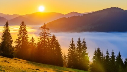 Wall Mural - spruce forest on foggy sunrise in mountains