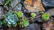 Lush succulents thriving on a rugged rock wall, showcasing a beautiful harmony of natures resilience and beauty