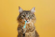 portrait of a cat brushing their teeth. Animal dental hygiene