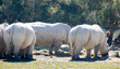 Small group of adult white rhinoceros grazing in glade on sunny day. African wild animals