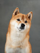 Attentive Shiba Inu with a keen gaze, studio capture. This dog sharp look and poised demeanor shine in a controlled studio environment