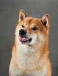 Shiba Inu smirking, studio setting. A dog playful smirk is charmingly captured, with a subtle head tilt in a studio backdrop