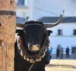 strong bull with big horns in a traditional spectacle of bullfight