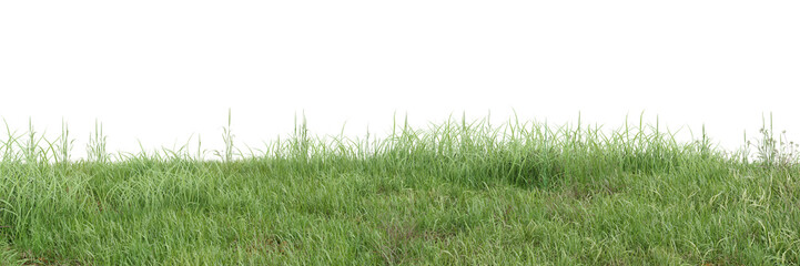 Wall Mural - Green grass on transparent background 3d rendering