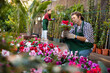 Focused interested adult florist of gardening store checking colorful flowering persian cyclamens in pots displayed for sale on stand