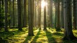 Sunlight streaming through tall pine trees illuminates the vibrant green forest floor in a serene and enchanting woodland scene