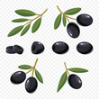 Flat Vector Black Olives and Branch Set. Hand Drawn Olive Tree Berry and Branch Clipart. Olive Twig with Leaves. Design Template for Olive Oil Products, Packaging, Food Concept