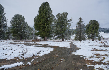 Fototapete - Altai cedar forest on Seminsky mountain pass. Trees are covered by snow. In the foreground is a stream of melting snow.