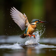 White-throated Kingfisher taking a bath