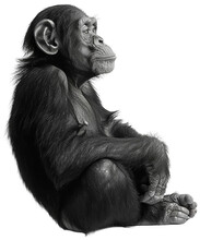 A Black And White Photo Of A Chimpanzee Sitting On The Floor, Transparent Background Png