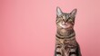 Tabby adult cat posing sweetly against a pink background