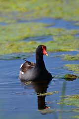 Wall Mural - Adult Common Gallinule Moorhen or swamp chicken in swimming along a river through a marsh