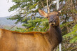 Close up of a Female Elk
