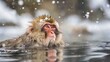 Travel Asia. Red-cheeked monkey. Monkey in a natural onsen hot spring , located in Snow Monkey.