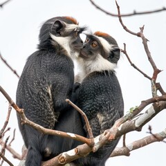 Wall Mural - a serene picture of a De Brazza's monkey grooming its companion high up in the branches of a towering tree, their bond evident in their gentle interactions isolated on white background  