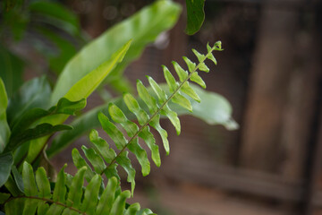 Sticker - Fern leaves in the forest, Thailand. Selective focus.