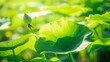 Sunlight streaming through vibrant green lotus leaves on a bright summer day.