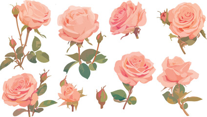 Wall Mural - rose clipart vector for graphic resources