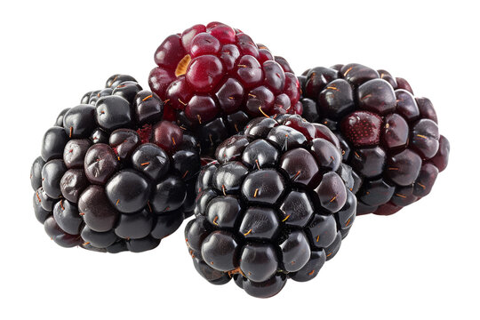 A close-up image of a handful of fresh, ripe blackberries