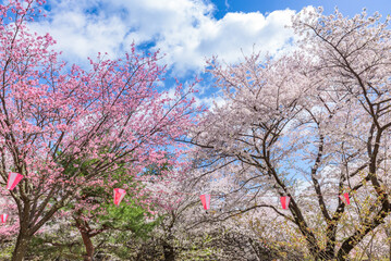 Wall Mural - Sakura cherry blossoms in full bloom at the Komoro Castle Park Kaikoen in Nagano Prefecture, one of the Japan's Top 100 Cherry Blossom Spots