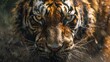 A close-up of a tiger's face. The tiger is looking at the camera with its mouth open and its teeth bared. The tiger's fur is wet and matted.