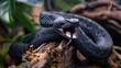 A magnificent aggressive black tree viper, with its mouth open in a sinister manner, is depicted wrapped around a tree trunk.