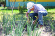 Mature male farmer weeds a bed of onions