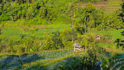 The green rural terraced vegetable field and a small wooden hut in the middle of the field in Malalak, Agam regency, Indonesia