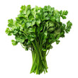 © นุชรี อังคะคำมูล - Fresh organic parsley bunch isolated on black background.