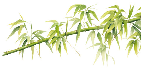 Canvas Print - PNG Bamboo bamboo plant white background.