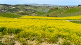 Fototapeta  - Amazing landscape of the vineyards of Langhe in Piemonte in Italy during spring time. The wine route. An Unesco World Heritage. Natural contest. Rows of vineyards with yellow rapeseed fields