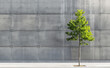 One lone tree standing in a stark urban environment, using a simple concrete or steel background to highlight the greenery. 