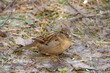 portrait of a sparrow on the ground