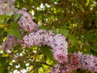 lilac branches in the spring