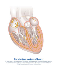 Wall Mural - The conduction system of the heart is responsible for the generation and conduction of cardiac electrical impulses, and is the electrical system of the heart.  
