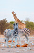 Zebra standing in yellow grass on Safari watching, Africa savannah - A couple of giraffes hug each other romantic moment love in Africa savanna - Ethosha national park, 