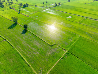 Wall Mural - Aerial view of green rice field. Above view of agricultural field. Rice plants. Natural pattern of green rice farm. Nature landscape. Sustainable agriculture. Carbon neutrality. Green environment.