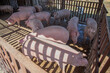 Pigs are on a private farm, small household, real life. High quality photo