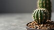 cute little cactus with copyspace