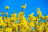 Fototapeta  - Spring natural background of the branches of the blooming Forsythia
