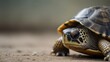 closeup cute little turtle with copyspace