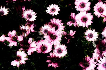 Wall Mural - colorful daisy in bloom in spring