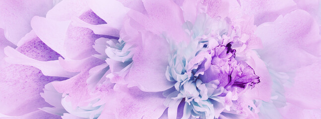 Wall Mural - Purple peony flower.   Floral  background.  Closeup. For design. Nature.