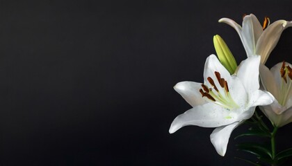 Wall Mural - white lily flowers on black background