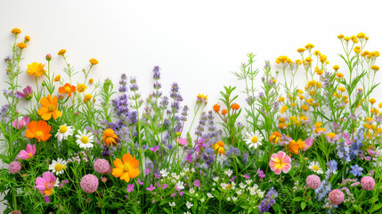 Wall Mural - A colorful field of flowers with a white background