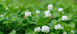 © mijun - Clover Flowers and Bees